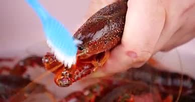 4K活虾清洗小龙虾刷子刷小龙虾生鲜食材视频的预览图